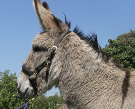 ‘Active donkeys are happy donkeys’ says charity on World Donkey Day