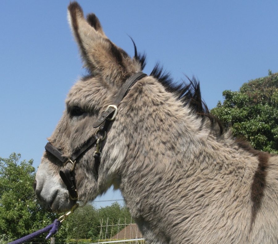 ‘Active donkeys are happy donkeys’ says charity on World Donkey Day