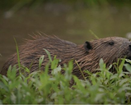 How beavers are helping to manage London’s waterways