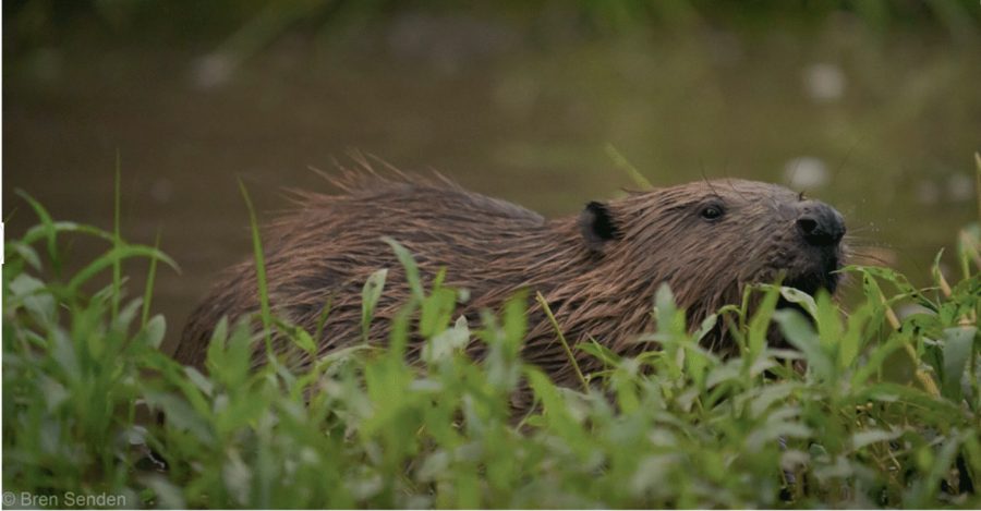 How beavers are helping to manage London’s waterways