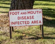 UK responds to news of foot and mouth outbreak in Germany