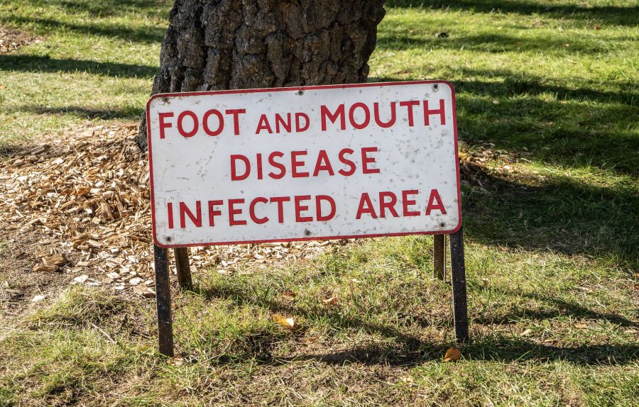 UK responds to news of foot and mouth outbreak in Germany