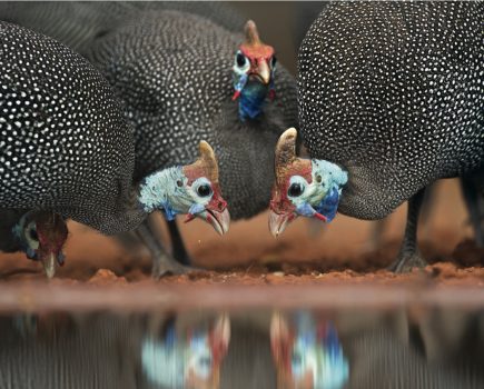 The Seven top facts about Guinea Fowl (discovered by a new owner)