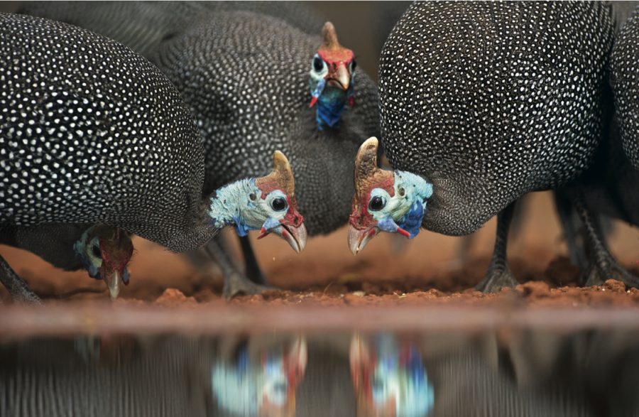 The Seven top facts about Guinea Fowl (discovered by a new owner)