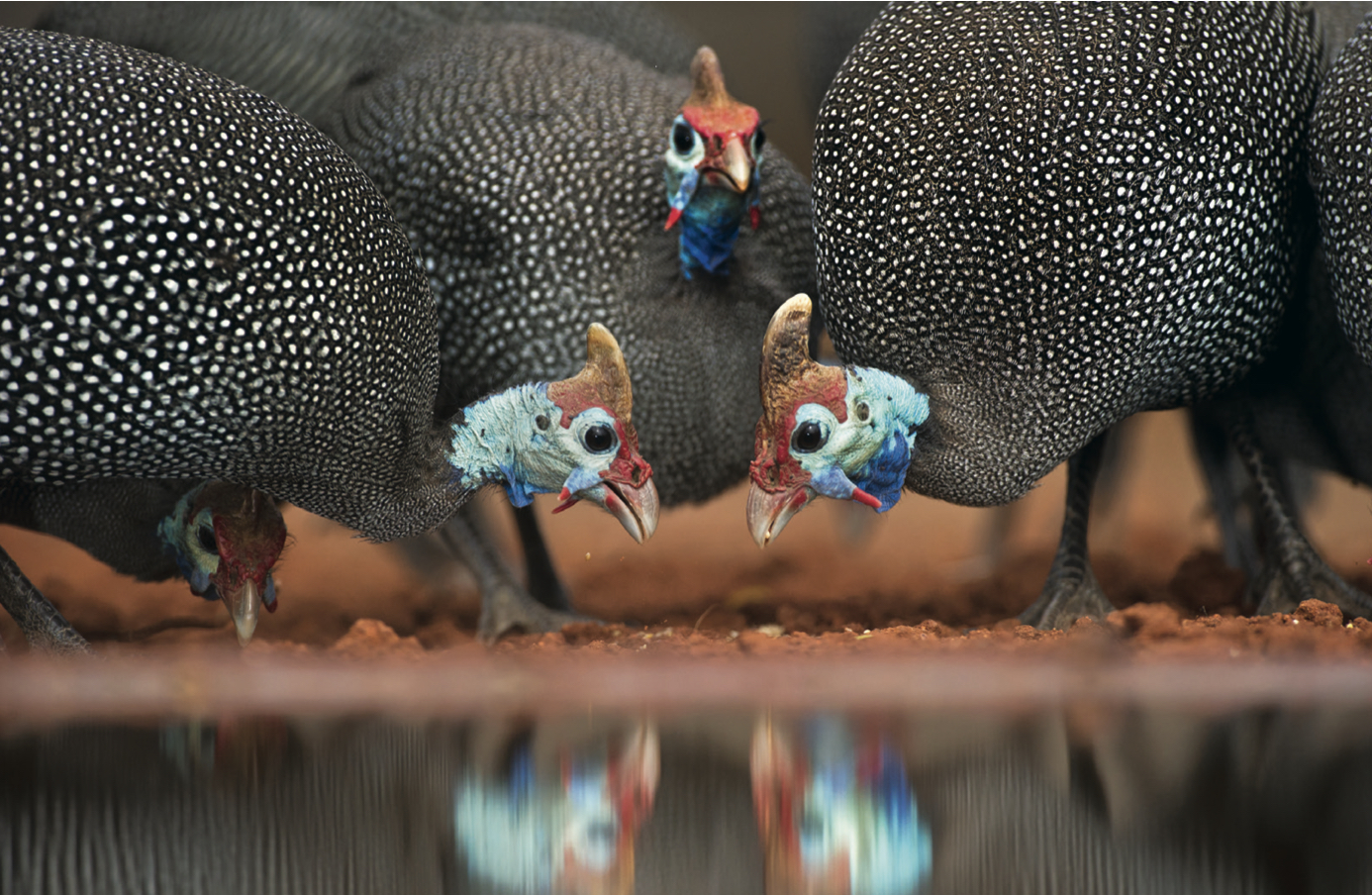 The Seven top facts about Guinea Fowl (discovered by a new owner