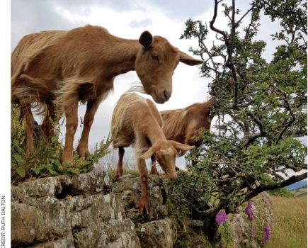 How goats can help environmental regeneration – and maintain productivity