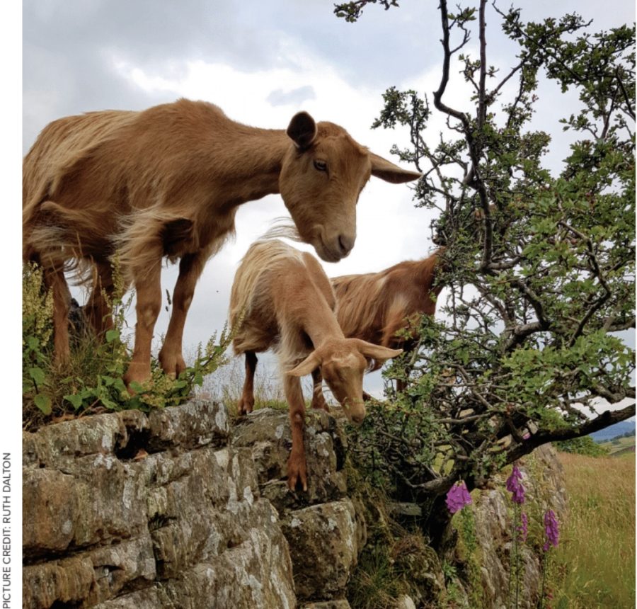 How goats can help environmental regeneration – and maintain productivity