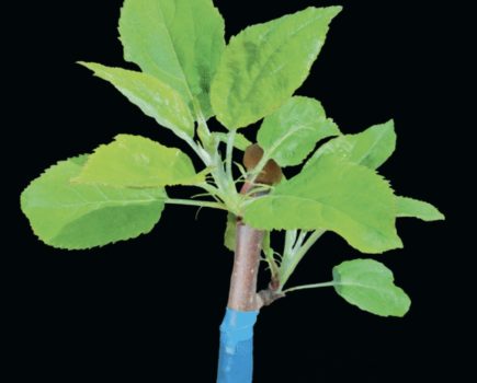 All about grafting – a historic form of propagation