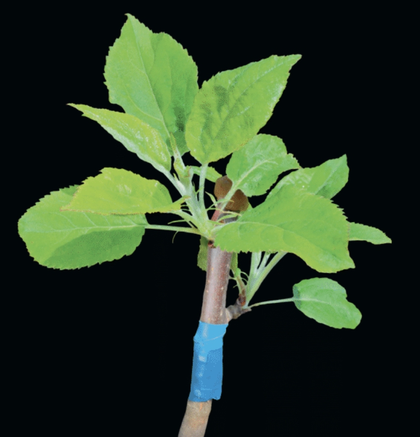 All about grafting – a historic form of propagation