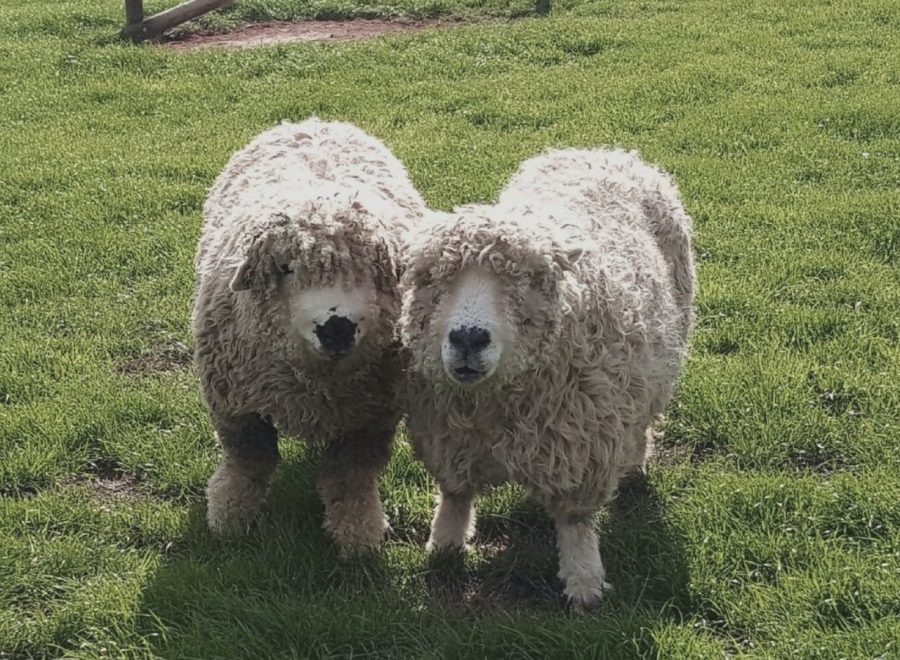 How have the UK’s native rare breeds fared in 2024?