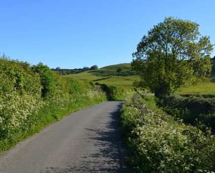 Have your say on the future of hedgerows: Government seeks opinions
