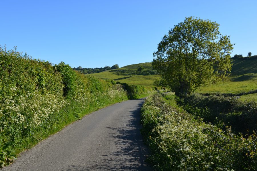 Have your say on the future of hedgerows: Government seeks opinions