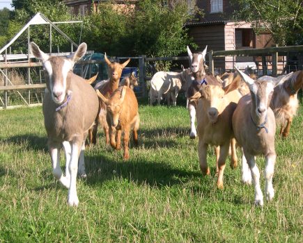 Goat vet: how to keep your goats healthy in warmer weather
