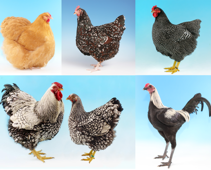 Poultry and the future