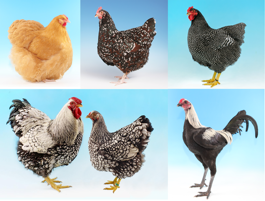 Poultry and the future