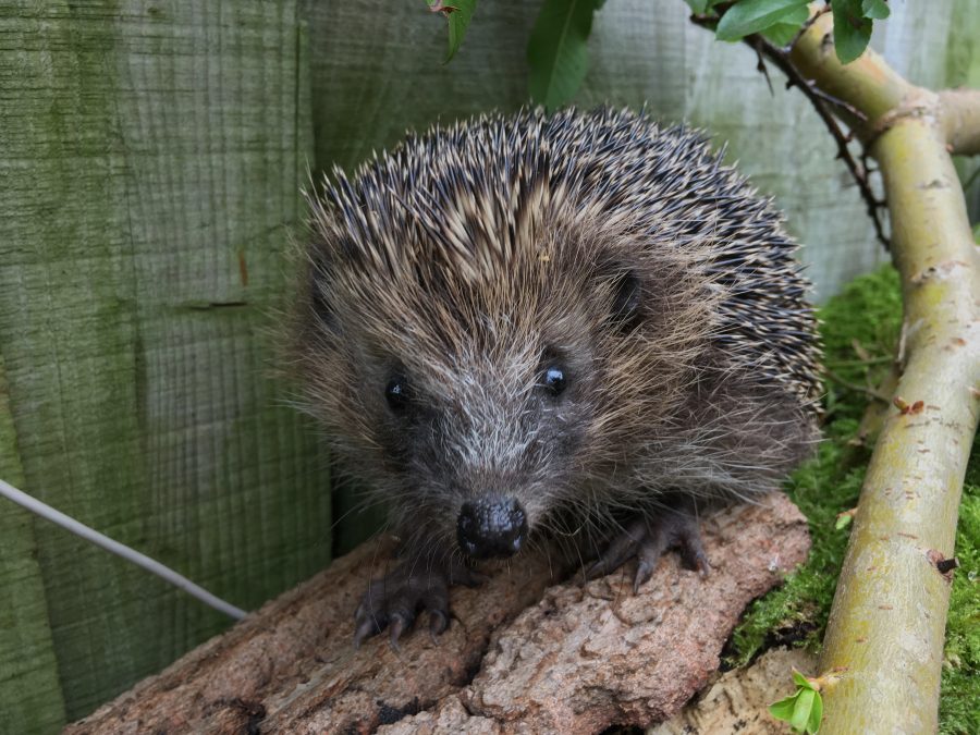 Search for ‘Britain’s Biggest Hedgehog Street’ begins