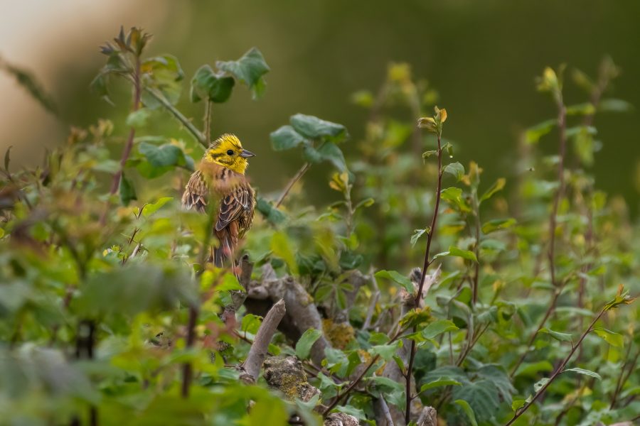 Health-check Britain’s hedgerows this summer