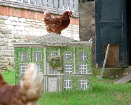 The King rehomes national charity’s one millionth hen at Highgrove Gardens