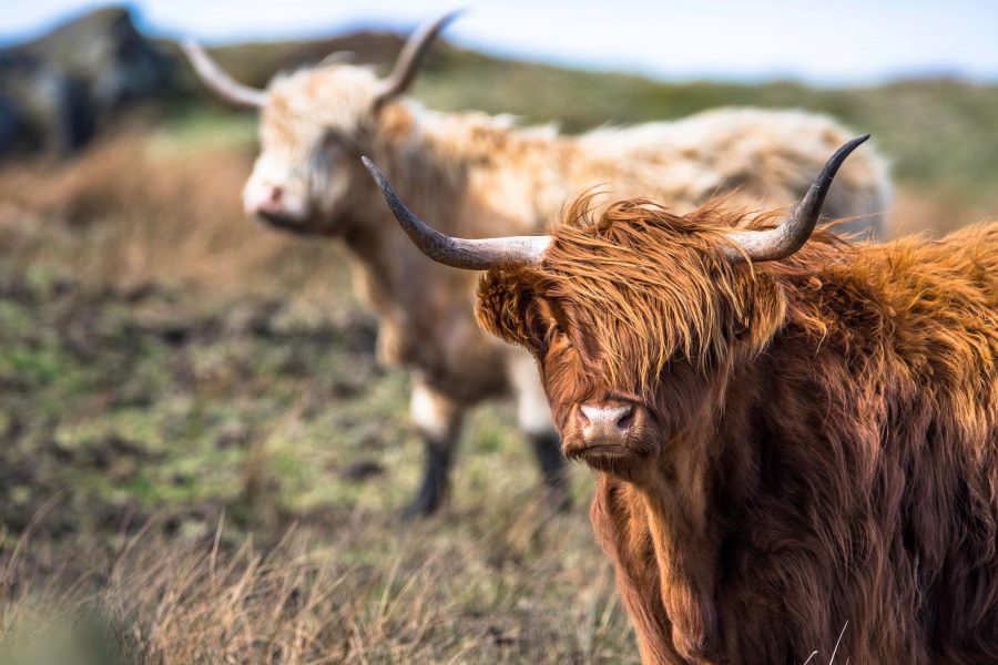 RBST Scotland launches new sustainable farming conference for March 2023