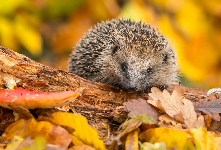 8 steps to avoid harming hedgehogs in your bonfire pile