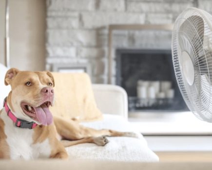 Vets issue urgent heatstroke advice for pet owners as temperatures soar across the UK
