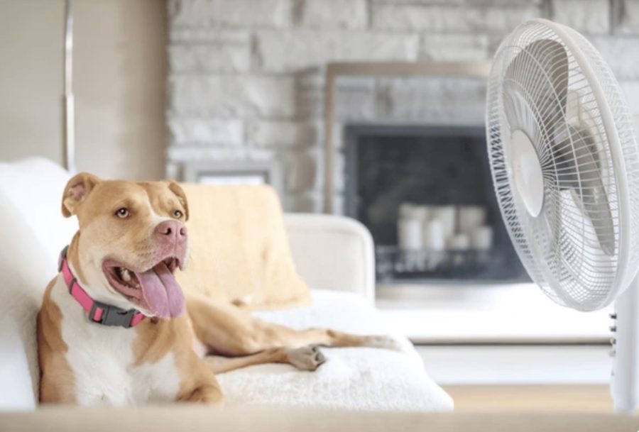 Vets issue urgent heatstroke advice for pet owners as temperatures soar across the UK