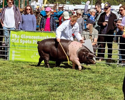 Young handler aims for success at the Royal Bath & West Show
