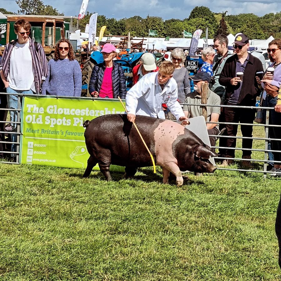 Young handler aims for success at the Royal Bath & West Show