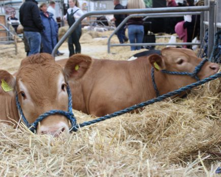 Royal Cornwall Show shines despite soggy finale