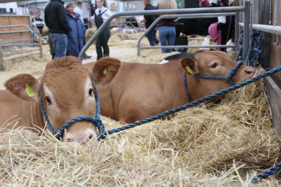 Royal Cornwall Show shines despite soggy finale