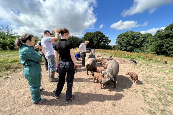 Menter Moch Cymru helps Welsh vets expand their pig health knowledge