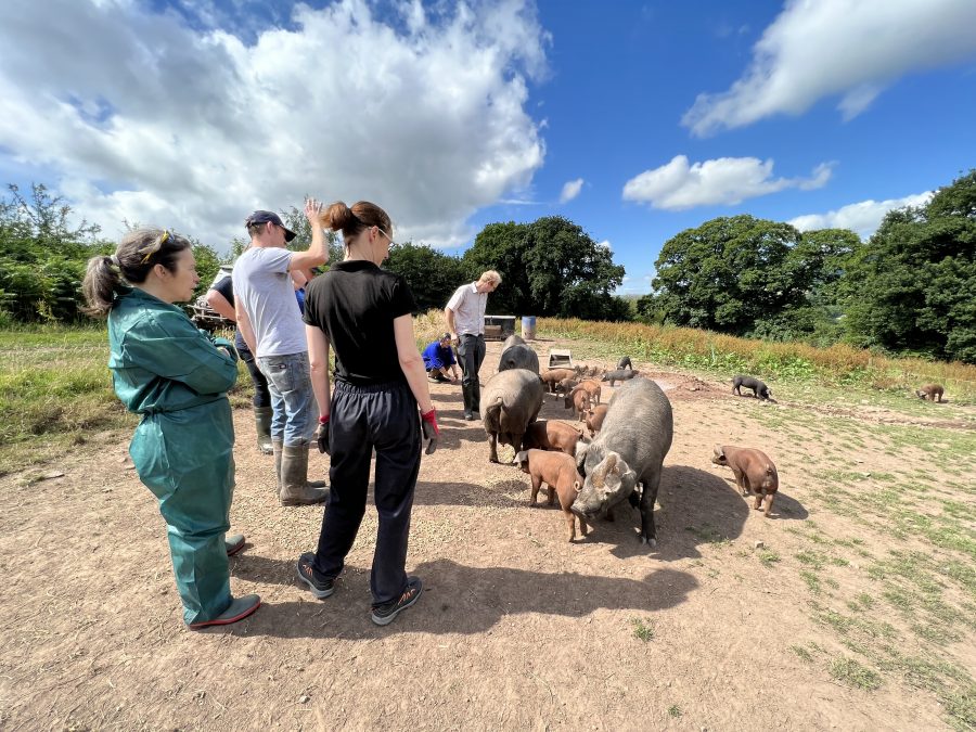 Menter Moch Cymru helps Welsh vets expand their pig health knowledge