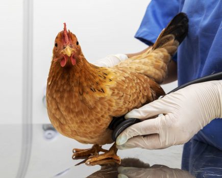 British Hen Welfare Trust shortlisted for Charity Awards 2023