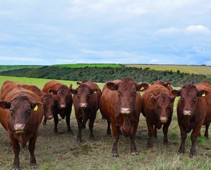South West farmers banned from owning animals following two successful APHA prosecutions
