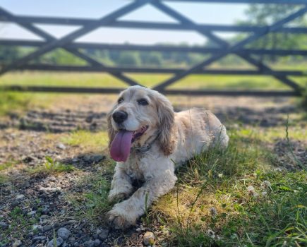 Vets issue urgent heatstroke advice for pet owners as temperatures soar across the UK