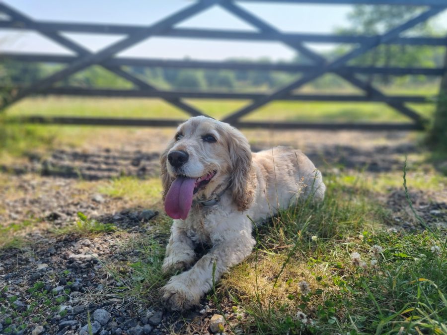 Vets issue urgent heatstroke advice for pet owners as temperatures soar across the UK