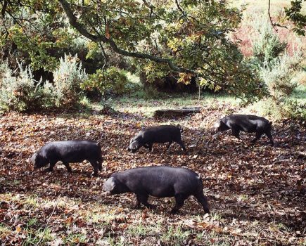 The native pig breeds that can benefit your land