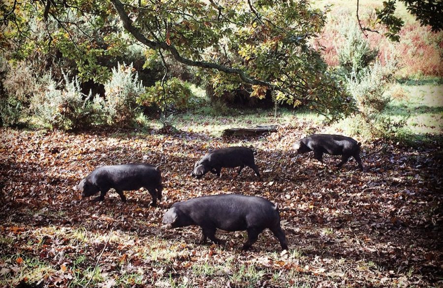 The native pig breeds that can benefit your land