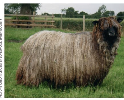 Which rare breeds have made gains and which need your help?