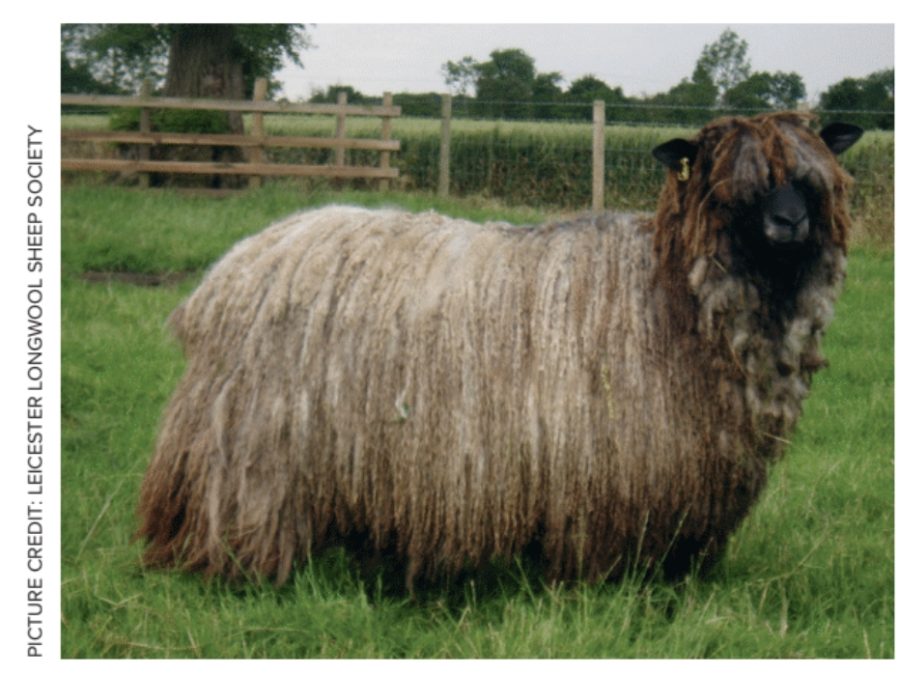 Which rare breeds have made gains and which need your help?