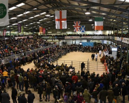 Kick off the festive season with a visit to the Royal Welsh Winter Fair