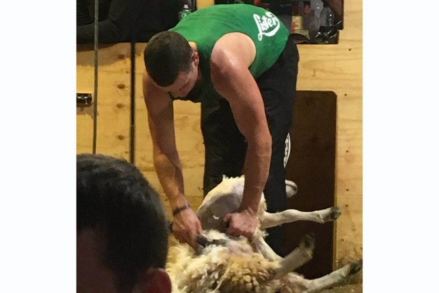 Welsh shearer has British record in his sights