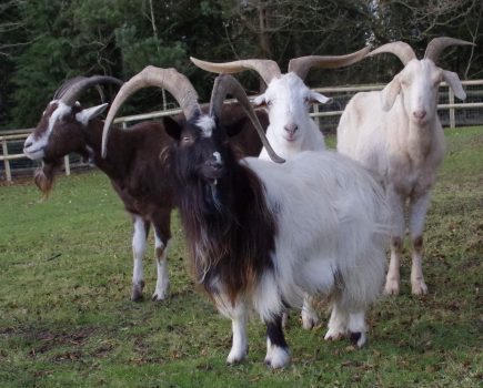 How does a goat herd work?