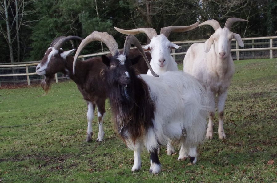 How does a goat herd work?