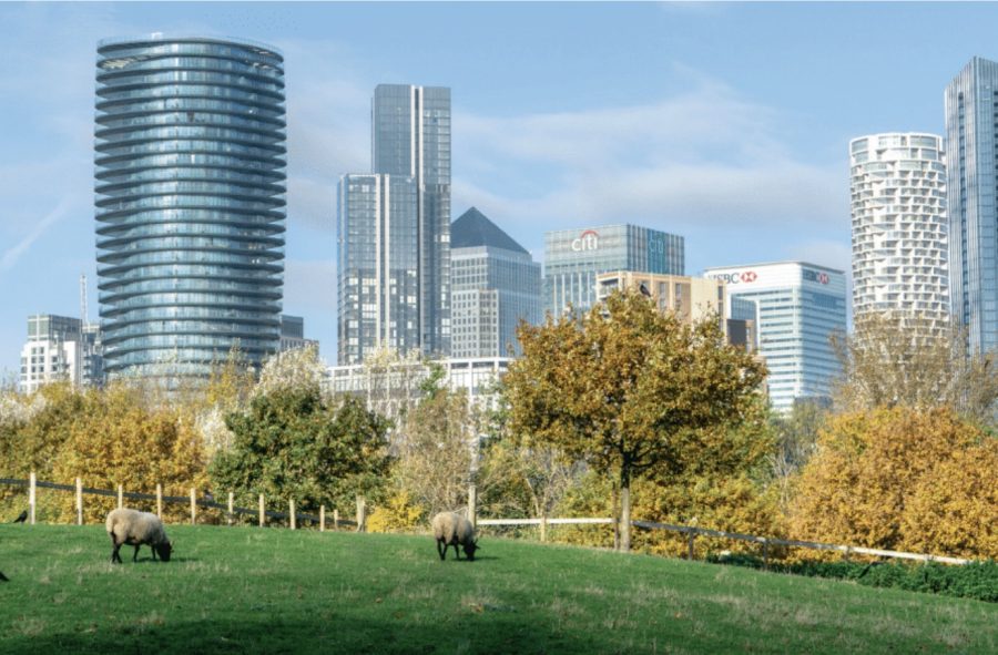 How city farms are actively conserving the UK’s native breeds