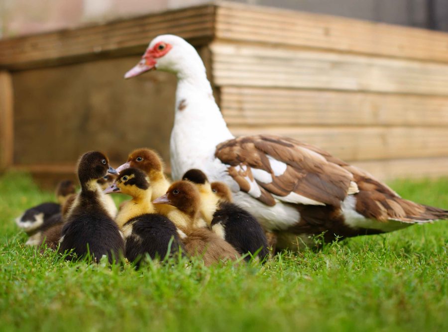 How to hatch duck eggs