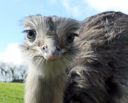From poultry to emu…