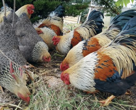 Strain confusion: is the term ‘strain’ sometimes applied too loosely in poultry?