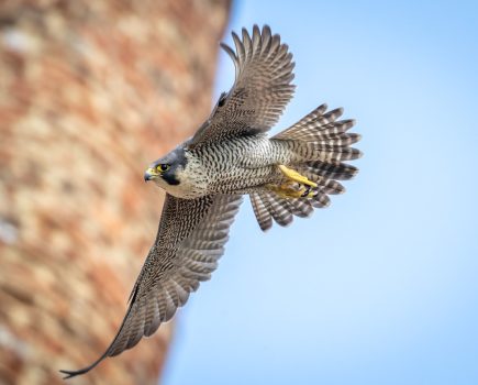 Peak viewing: wildlife drama plays out on webcams across the UK