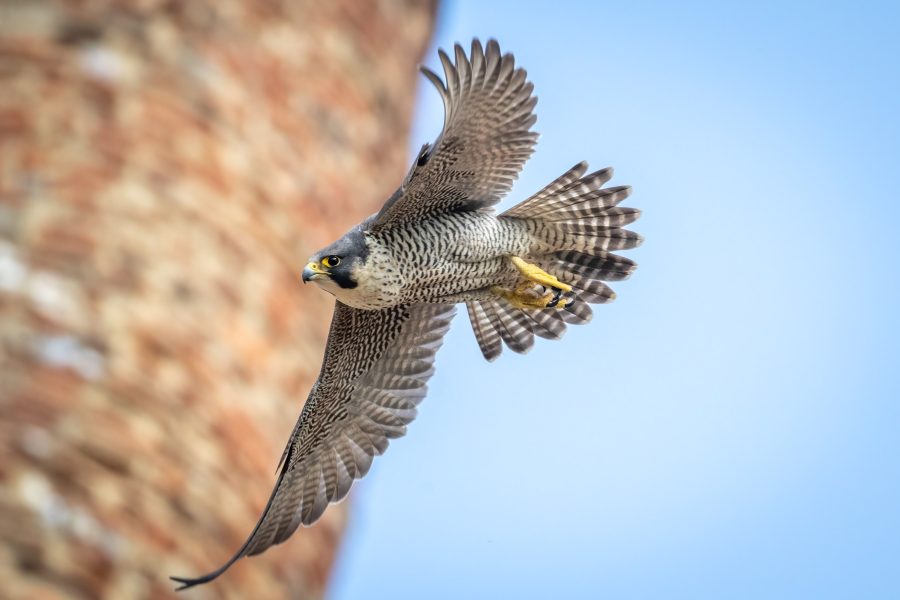 Peak viewing: wildlife drama plays out on webcams across the UK